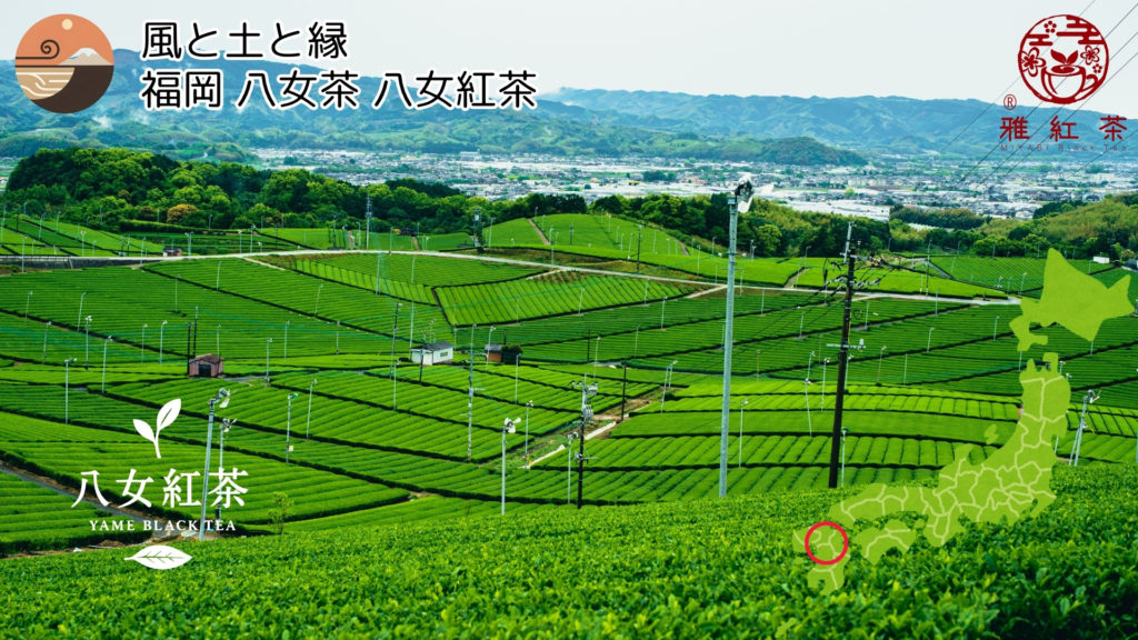 【風と土と縁】紅茶産地ブランド紹介 福岡 八女茶 八女紅茶
