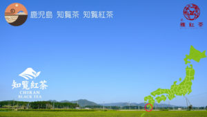 知覧紅茶